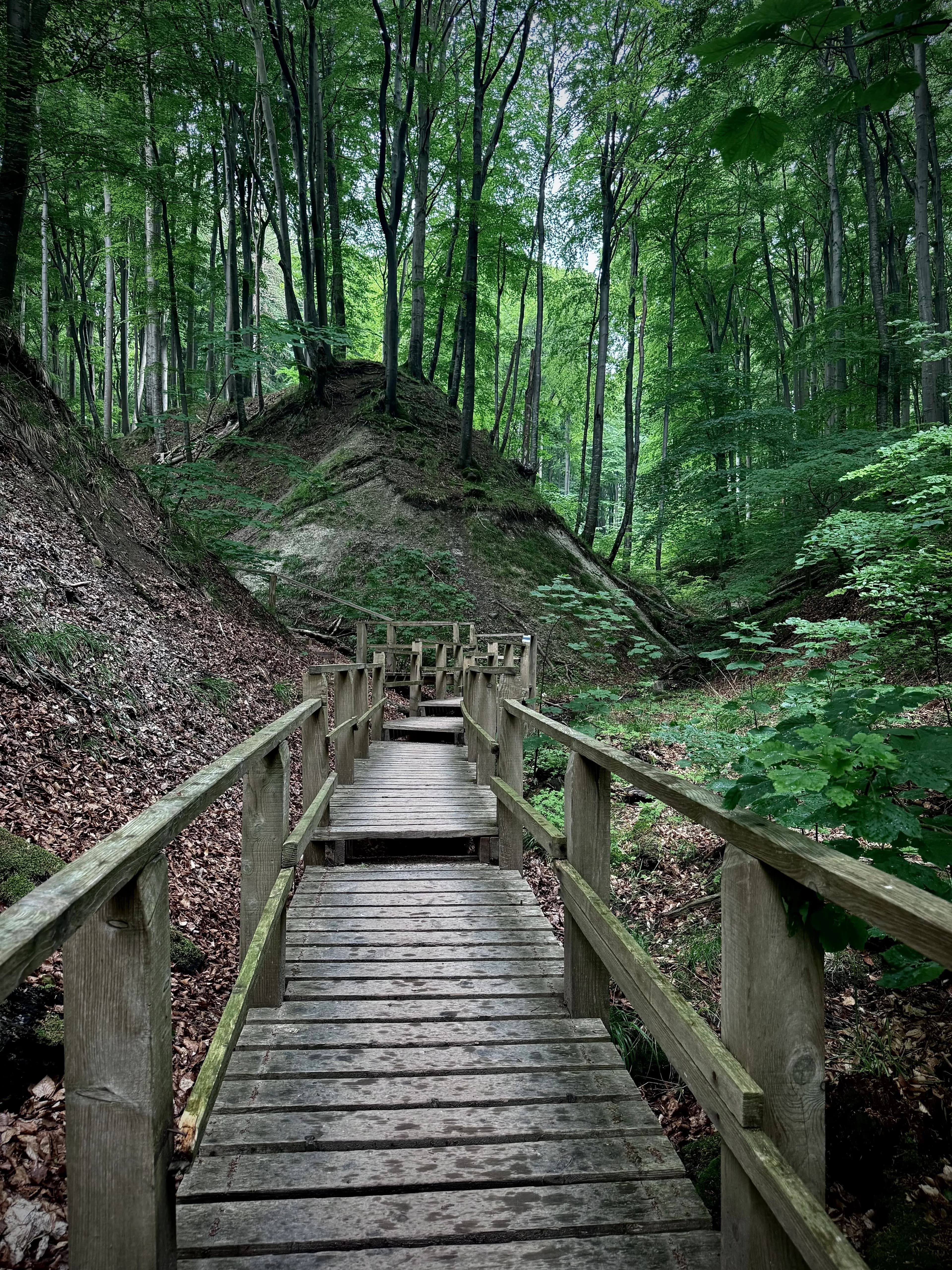 Forest hiking trail in Jasmund National Park