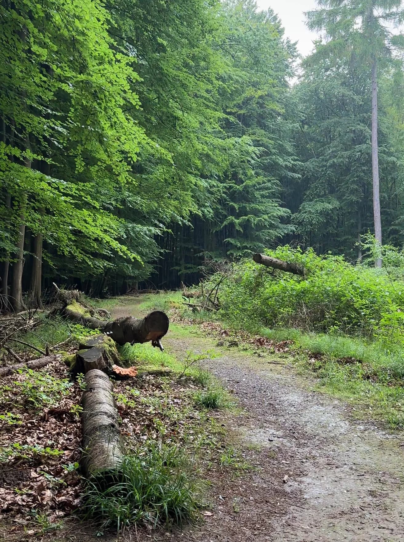 Rain in Jasmund National Park