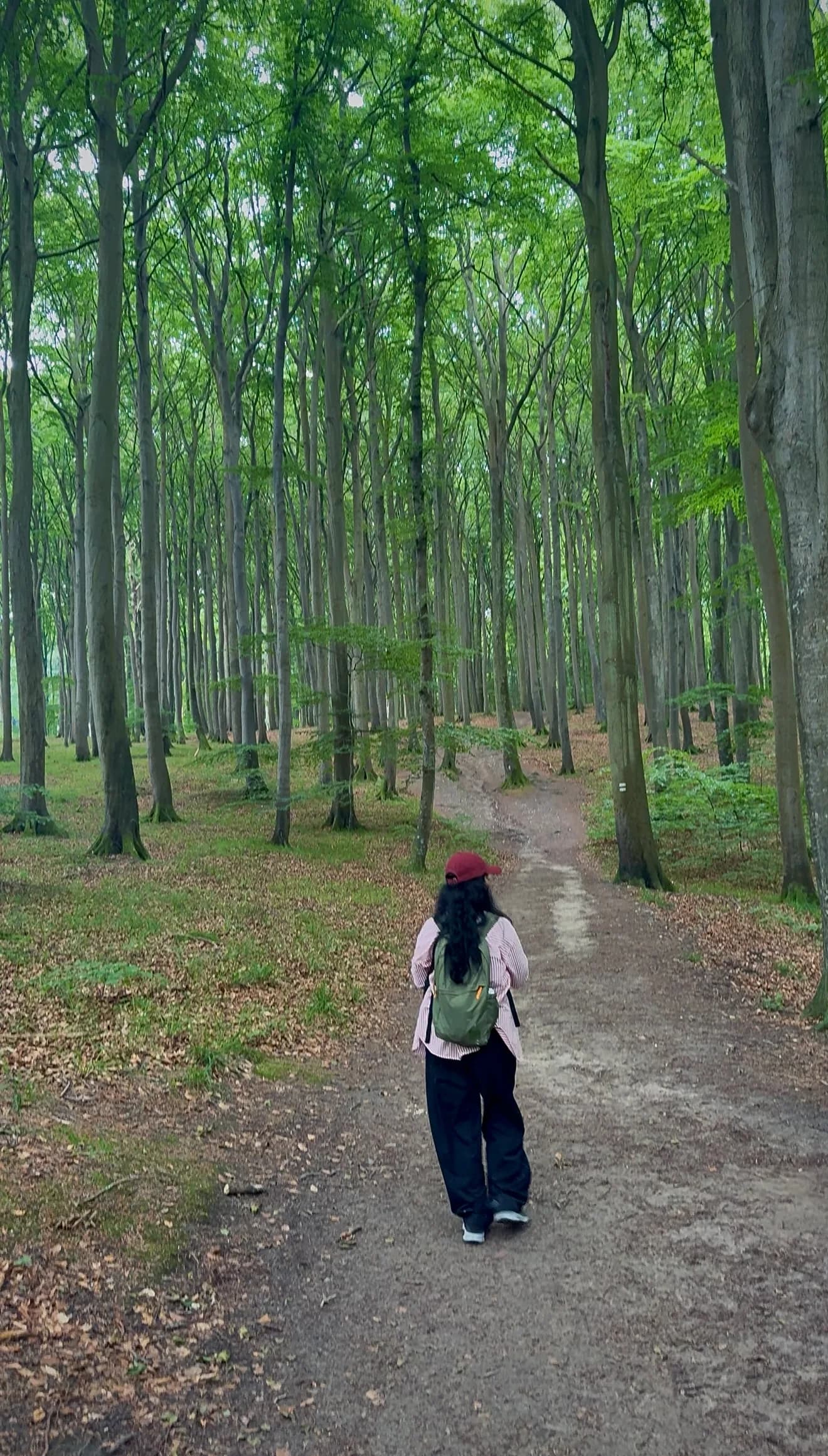 Beech forest path in Jasmund National Park
