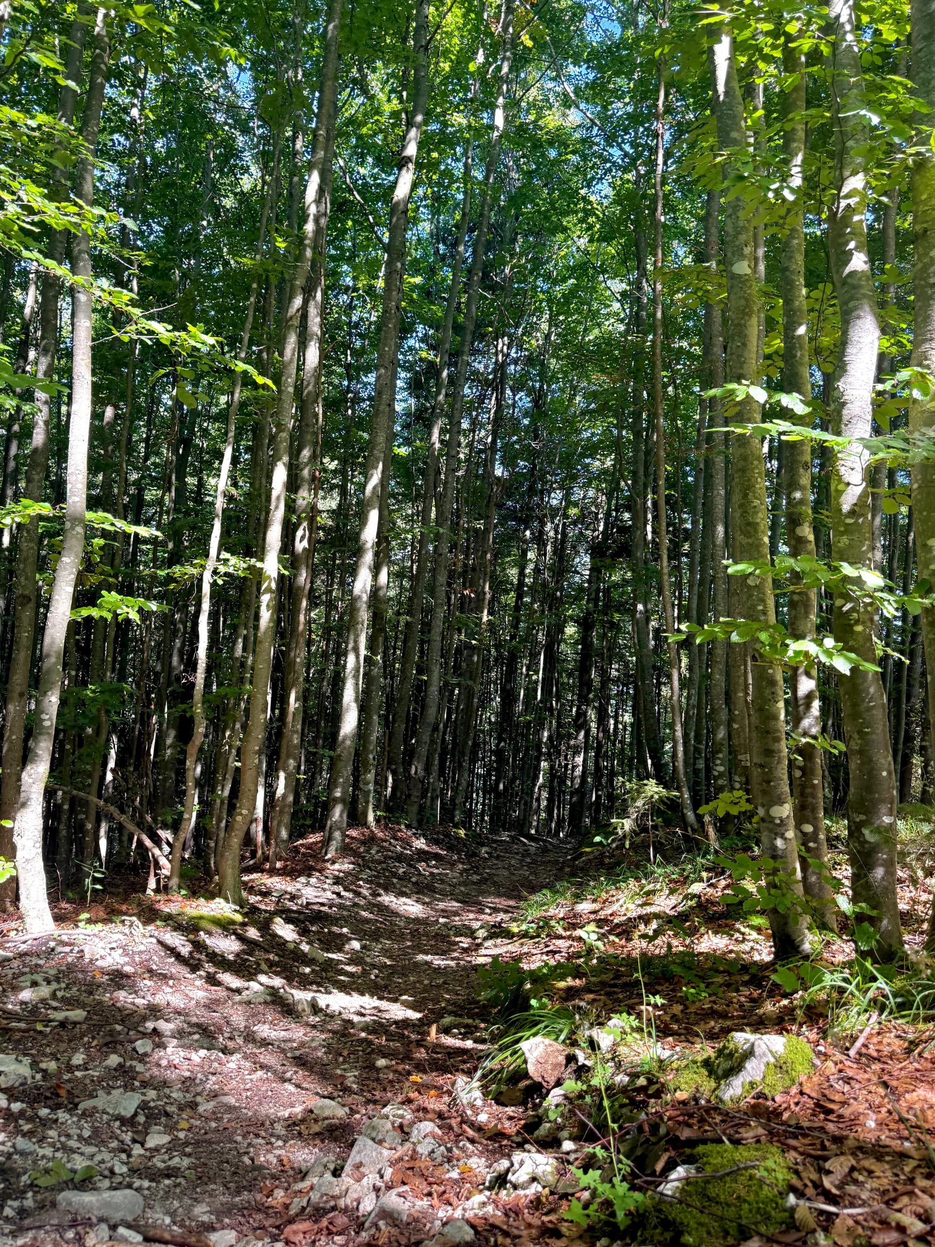 Forest trail towards Ederkanzel