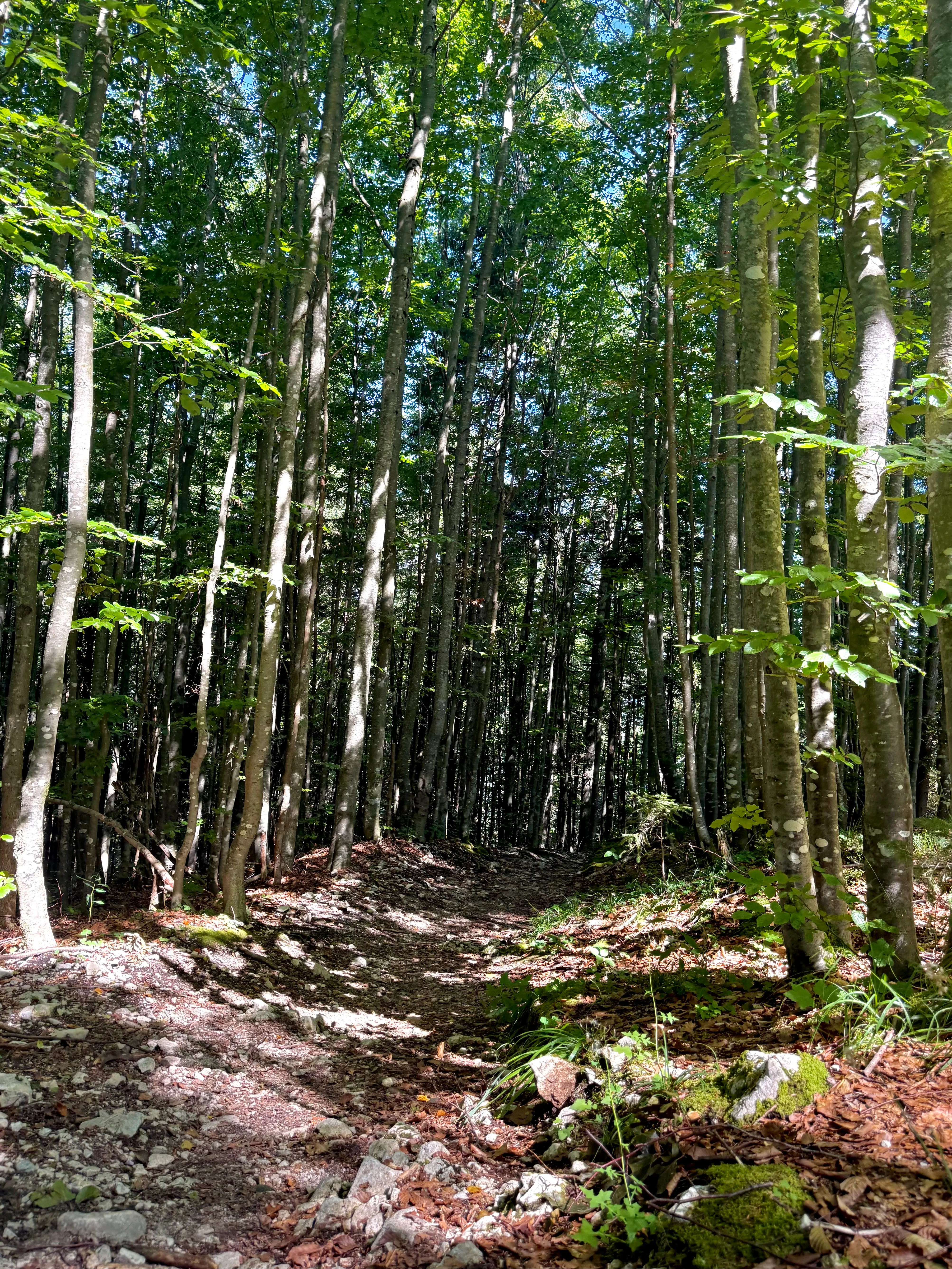 Forest trail towards Ederkanzel